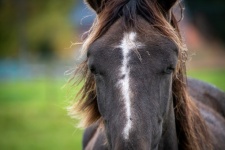 Horse, Face Of Horse