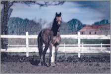 Horse, Racehorse, Farm Animal
