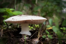 Mushroom, Fungus