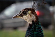 Peacock, Fowl Bird