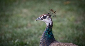 Peacock, Pavo, Fowl Bird