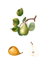 Pears Fruit Vintage Art