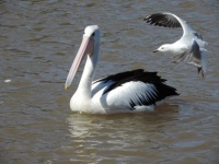 Pelican And Seagull
