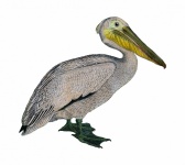 Pelican Vintage Clip Art