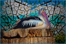 Pelican, Big Bird, Water Bird
