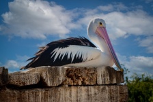 Pelican, Water Bird