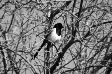 Magpie Chatters