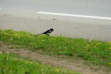 Magpie Chatters