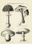 Mushrooms Toadstool Vintage Print