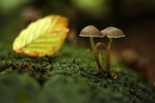 Mushrooms Moss Leaf Tree Trunk
