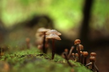 Mushrooms Moss Forest Tree Trunk