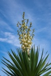 Plant, Yucca Gloriosa, Palm Lily