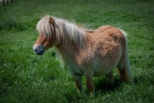 Pony, Shetland Pony, Small Horse