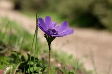 Purple Wild Anemone Flower