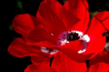 Red Anemone Flower And Thorn Shadow
