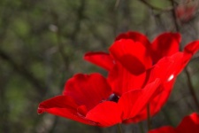 Red Anemones With Thorny Background