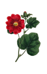 Red Flower Vintage Clipart