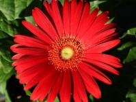 Red Gerbera Daisy Close-up