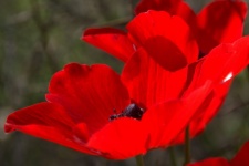Red Petals Wildflower