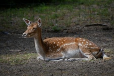 Roe Deer, Mammal