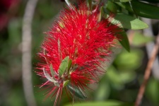 Red Flower, Red Bottlebrush