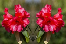 Red Flower, Rhododendron, Flora