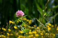Red Clover, Herb, Plant