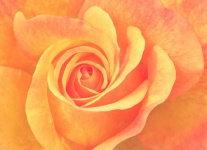 Rose Flower Blossom Orange