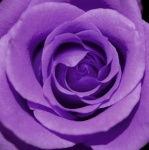 Rose Flower Photo Art
