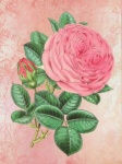 Rose Flower Vintage Background