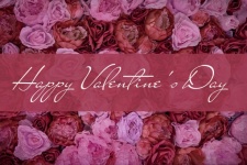 Rose Postcard Valentine&039;s Day