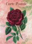 Rose Postcard Vintage Art