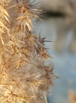 Reed In The Camargue