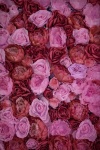 Roses Flowers Pattern Background