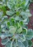 Brussels Sprouts Vegetable Bed Garden