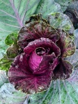 Red Cabbage Vegetable Bed Garden