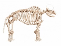 Dinosaur Skeleton Vintage Art