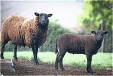 Sheep, Lamb, Mammal