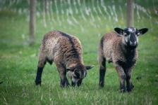 Sheep, Lambs, Lamb