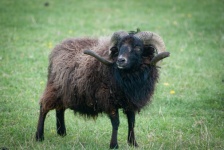Ouessant Sheep