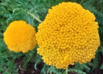 Yarrow Yellow Wildflower Blossom