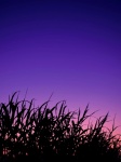 Reed Grass Sunset