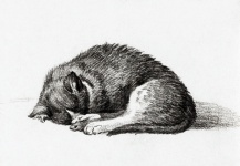 Sleeping Cat Drawing Art