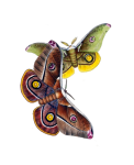 Butterfly Moth Vintage Clipart