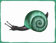 Snail Vintage Art Illustration