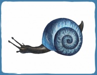 Snail Vintage Art Illustration