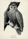 Snowy Owl Vintage Illustration