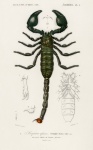 Scorpion Vintage Old Illustration