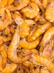 Shrimps Background