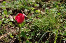 Side View Of Small Red Flower